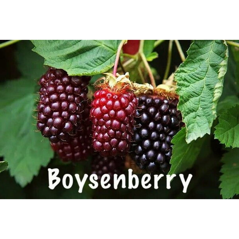 Vines price hot sale