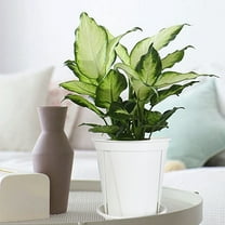 Bpyeka Flowers PotsPlastic Plant Pots with Saucers Drains Holes Indoor Outdoor Flower Pots for Succulents Herbs Cactus ModernFall Decor