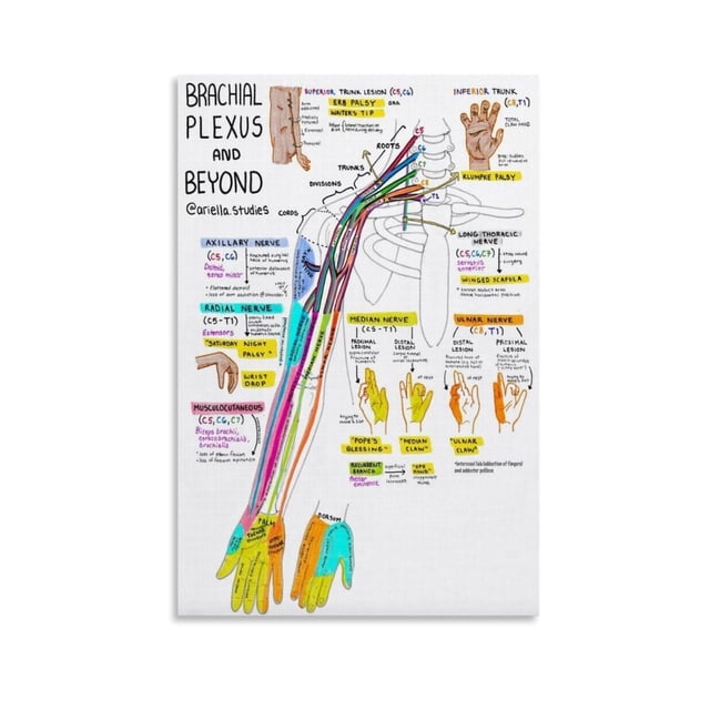 Brachial Plexus Anatomical Structure Poster Axillary Nerve Structure ...