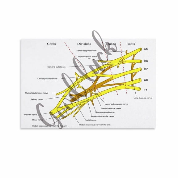 Brachial Plexus Anatomical Structure Poster Axillary Nerve Structure Infographic Posters Canvas Painting Posters And Prints Wall Art for Living Room Bedroom Decor