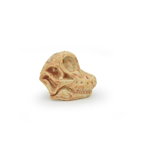Brachiosaurus, Dinosaur Skull Fossil, Very Realistic Rubber Toy Model, Educational, Figure, Model, Bones, Figurine, Prehistoric 1.5" CH133 B231