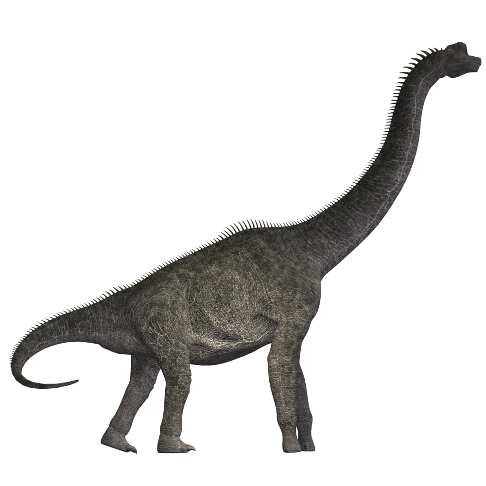 Brachiosaurus dinosaur Canvas Art - Corey FordStocktrek Images (29 x 29)