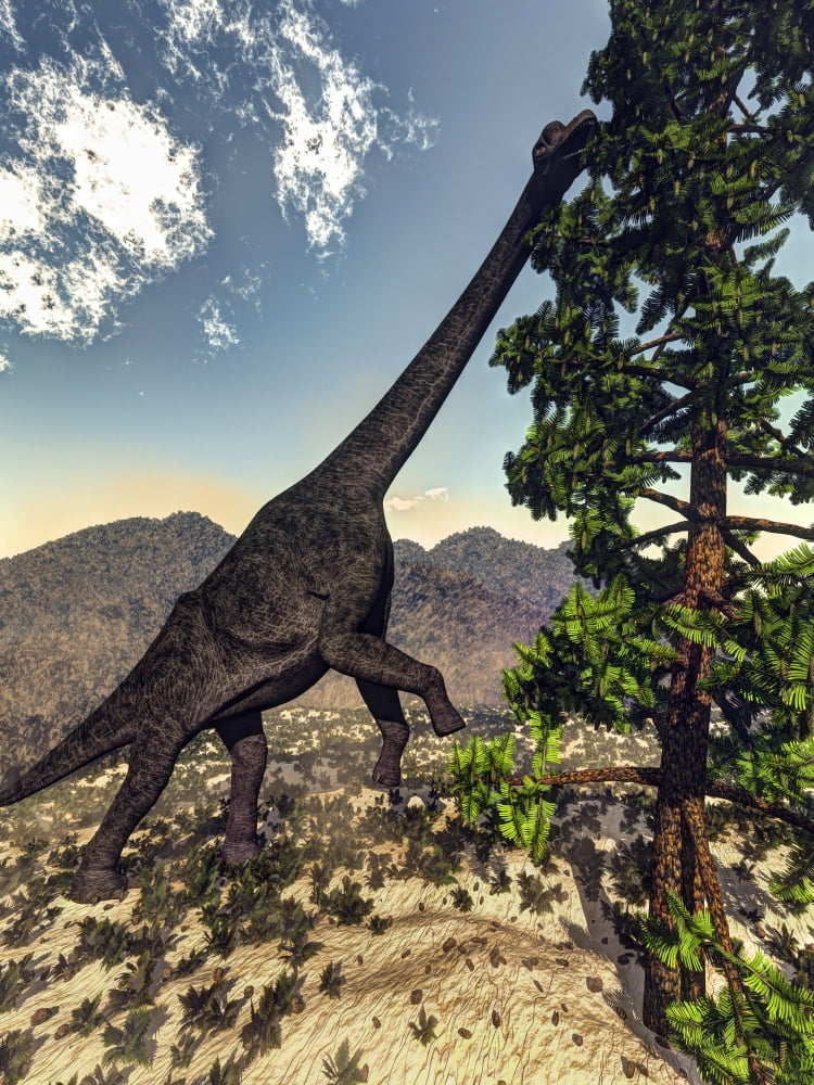 Brachiosaurus dinosaur grazing on a Wollemia pine tree Canvas Art - Elena DuvernayStocktrek Images (13 x 17)