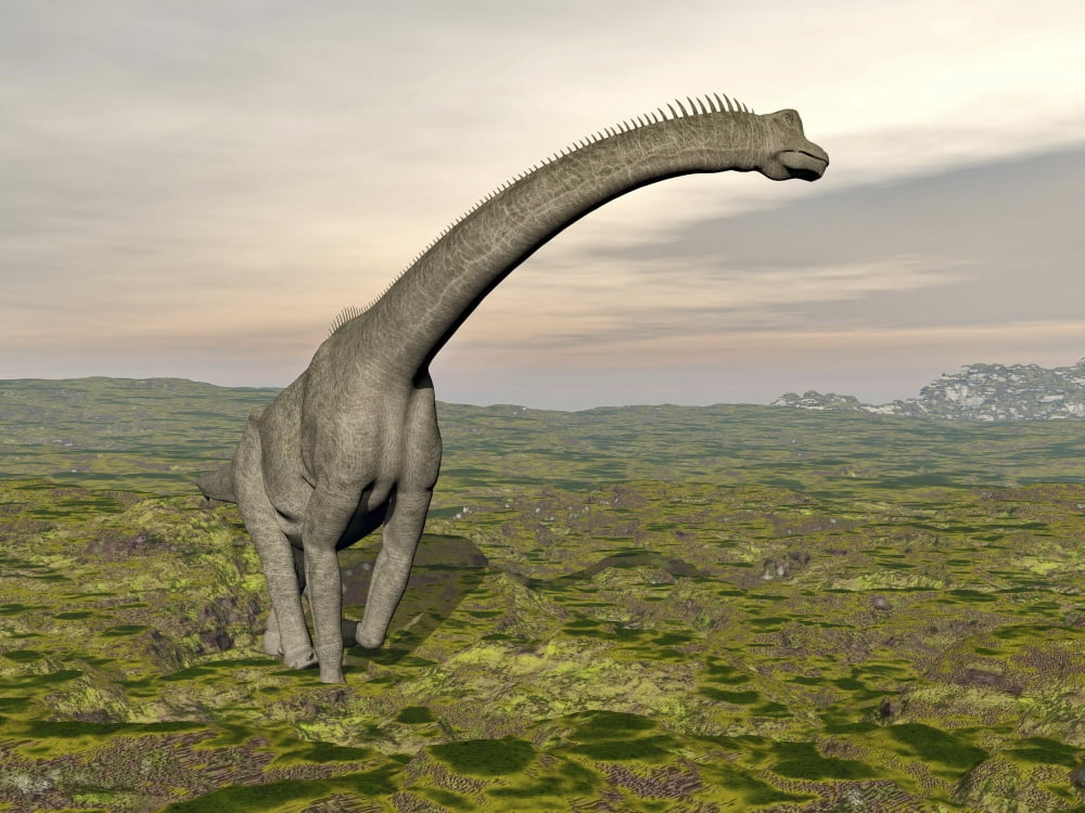 Brachiosaurus dinosaur walking in grassy landscape Canvas Art - Elena DuvernayStocktrek Images (17 x 13)