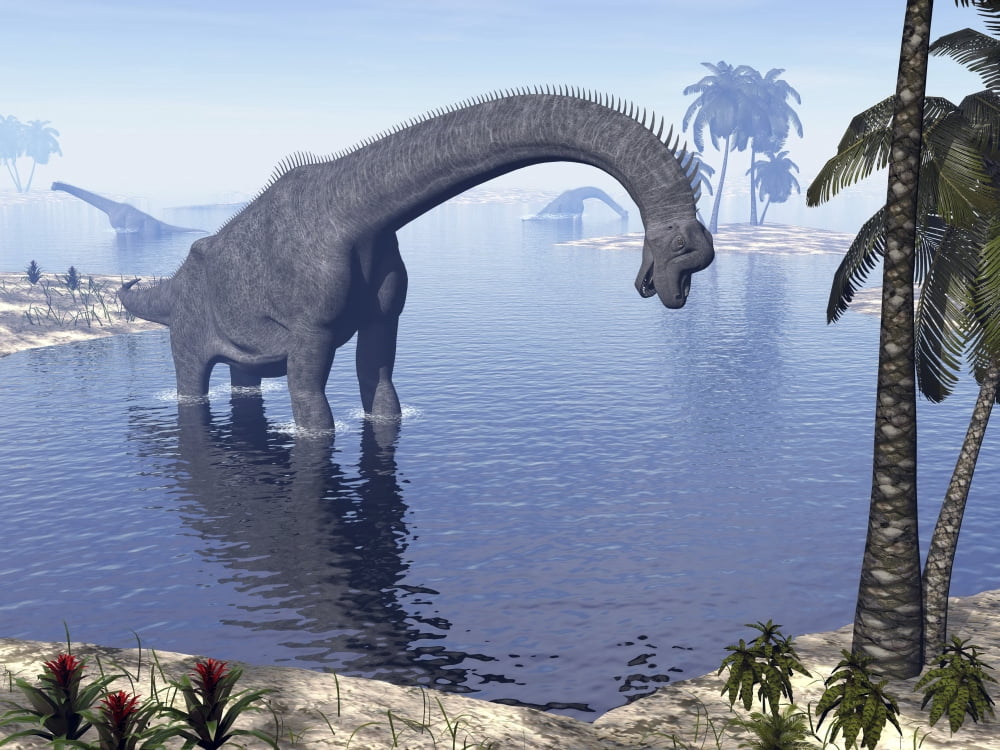Brachiosaurus dinosaur walking in water by morning light Canvas Art - Elena DuvernayStocktrek Images (33 x 25)
