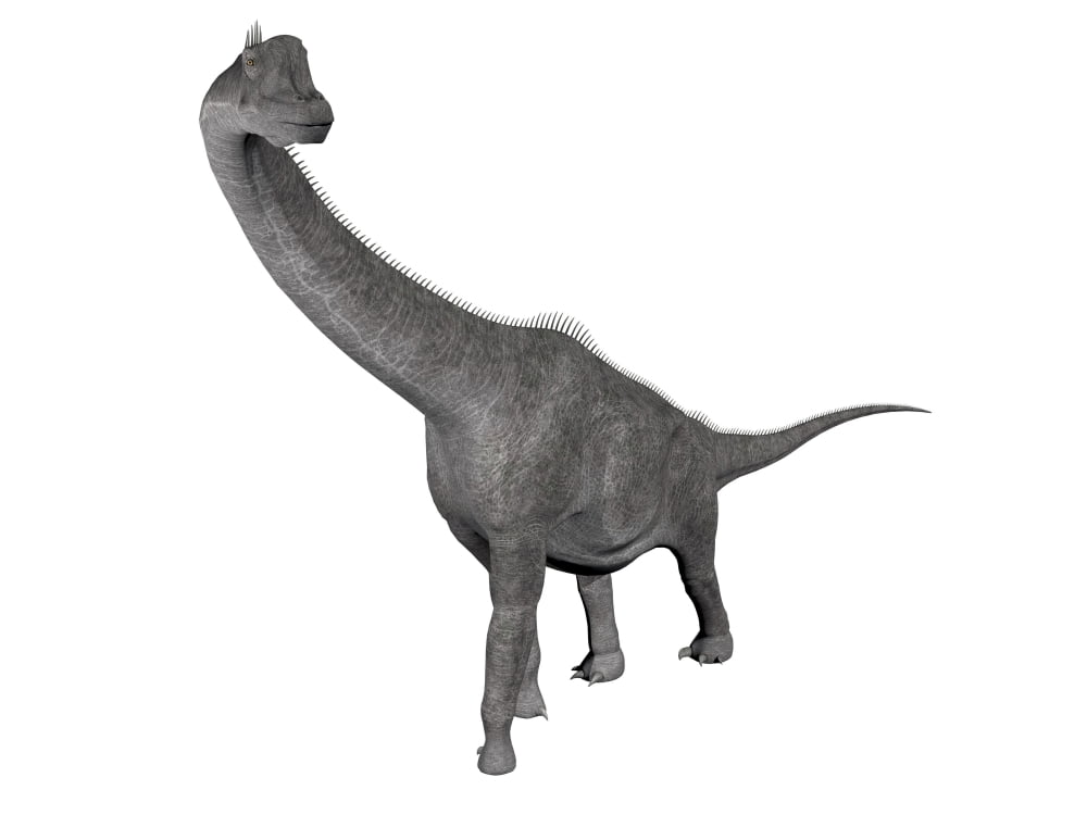 Brachiosaurus dinosaur white background Canvas Art - Elena DuvernayStocktrek Images (33 x 25)