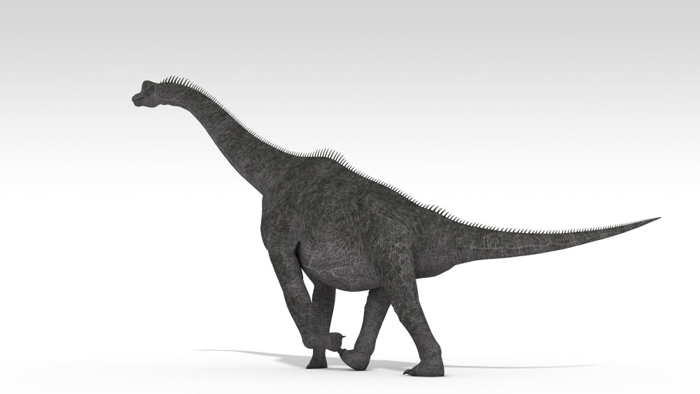 Brachiosaurus dinosaur white background Canvas Art - Kostyantyn IvanyshenStocktrek Images (19 x 11)