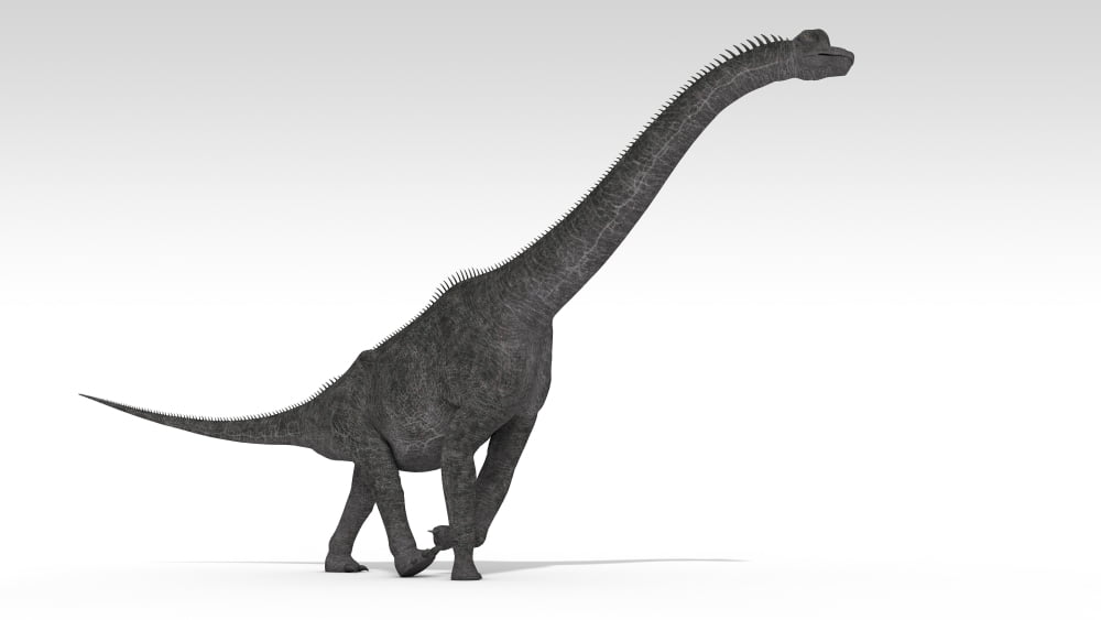 Brachiosaurus dinosaur white background Canvas Art - Kostyantyn IvanyshenStocktrek Images (19 x 11)