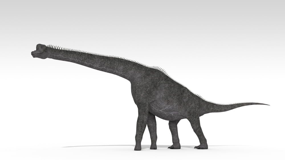 Brachiosaurus dinosaur white background Canvas Art - Kostyantyn IvanyshenStocktrek Images (19 x 11)