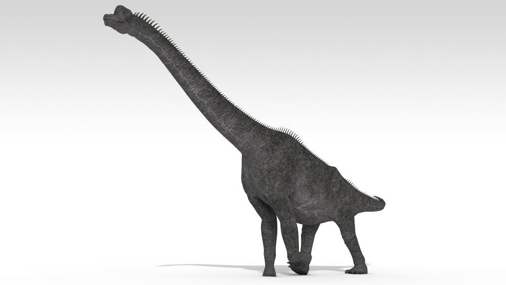 Brachiosaurus dinosaur white background Canvas Art - Kostyantyn IvanyshenStocktrek Images (38 x 22)