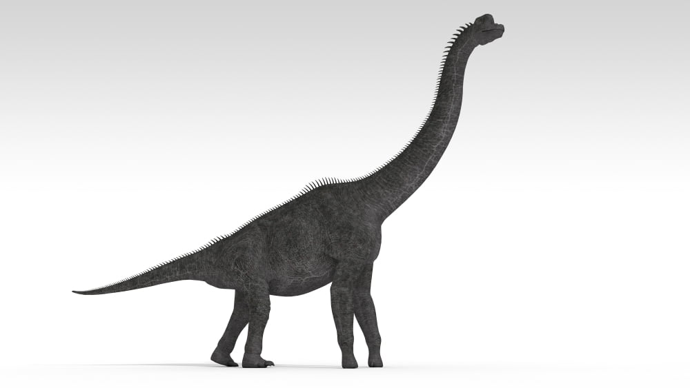 Brachiosaurus dinosaur white background Canvas Art - Kostyantyn IvanyshenStocktrek Images (38 x 22)