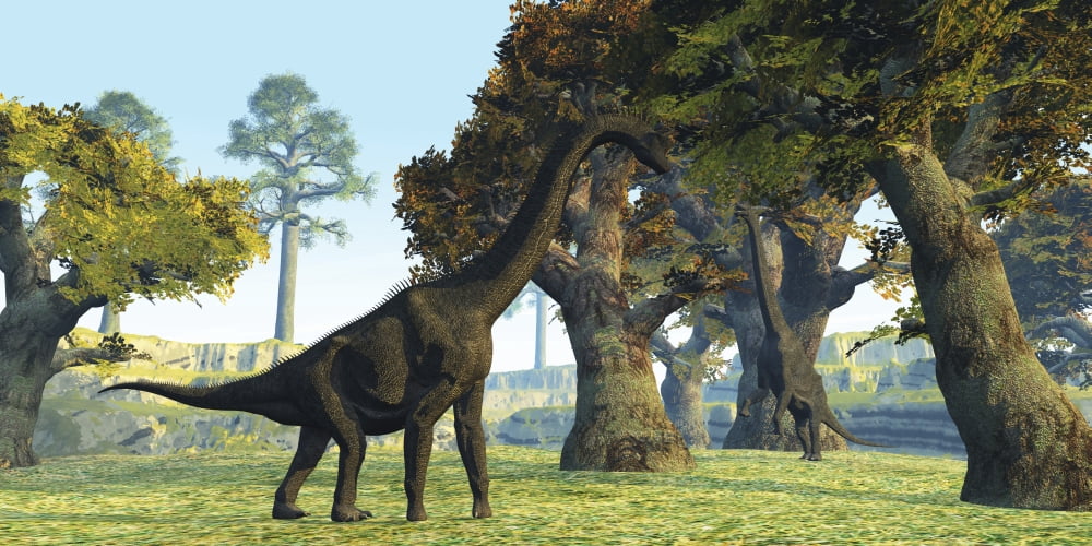 Brachiosaurus dinosaurs walk among large trees in the prehistoric era Canvas Art - Corey FordStocktrek Images (20 x 10)