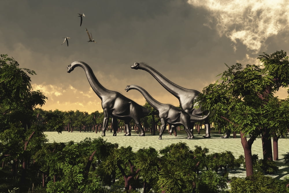 Brachiosaurus dinosaurs walk through a forested area Canvas Art - Corey FordStocktrek Images (18 x 12)