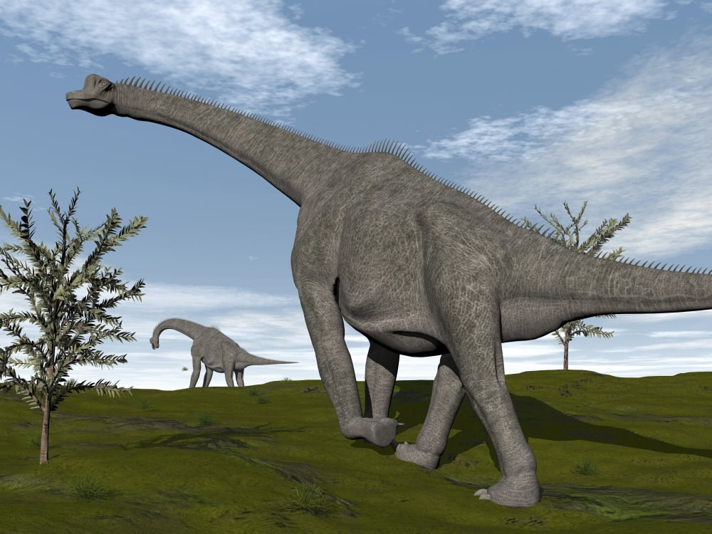 Brachiosaurus dinosaurs walking in an open field Canvas Art - Elena DuvernayStocktrek Images (17 x 13)