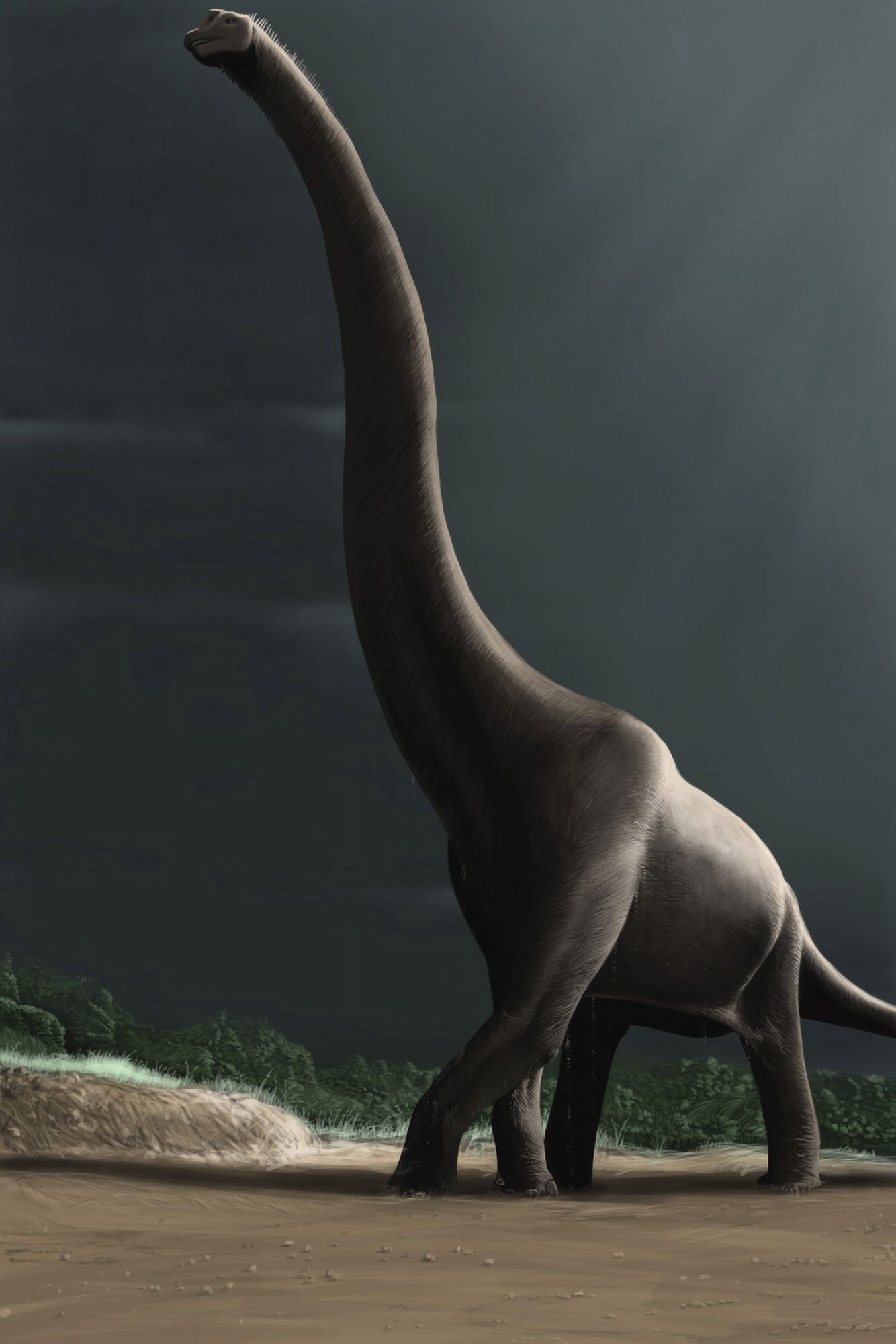Brachiosaurus in a prehistoric landscape Canvas Art - Michele DessiStocktrek Images (23 x 35)