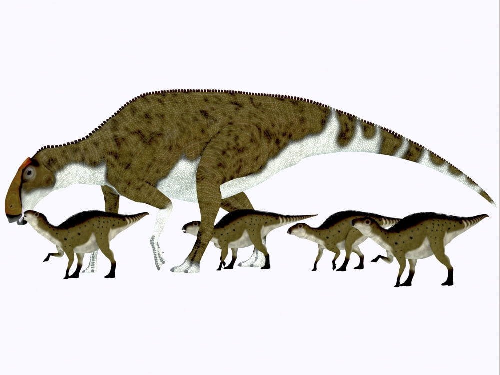 Brachylophosaurus with offspring Canvas Art - Corey FordStocktrek Images (17 x 13)