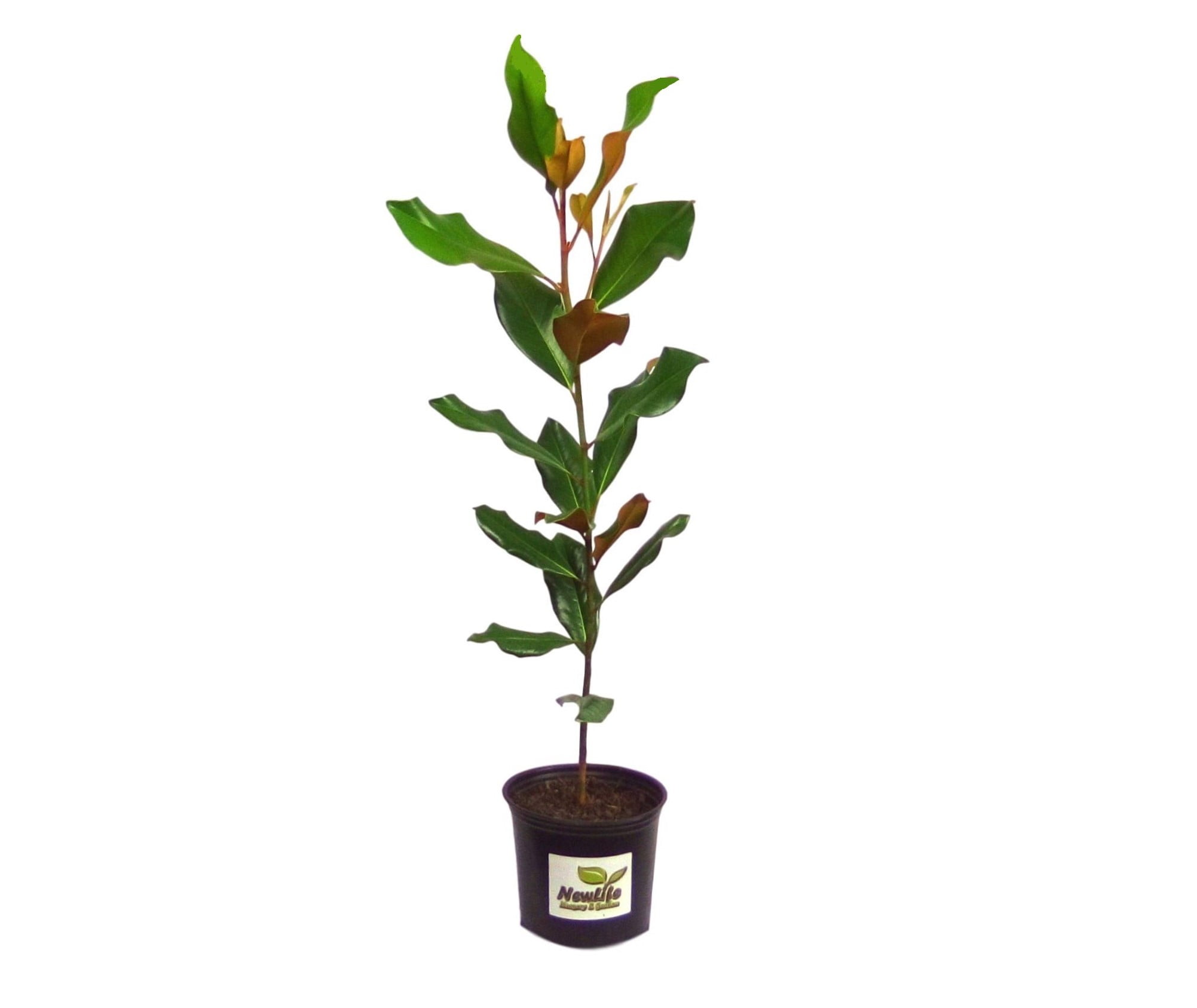 9GreenBox - Southern Magnolia Tree - 4'' Pot 9GreenBox - Southern Magnolia Tree - 4'' Pot