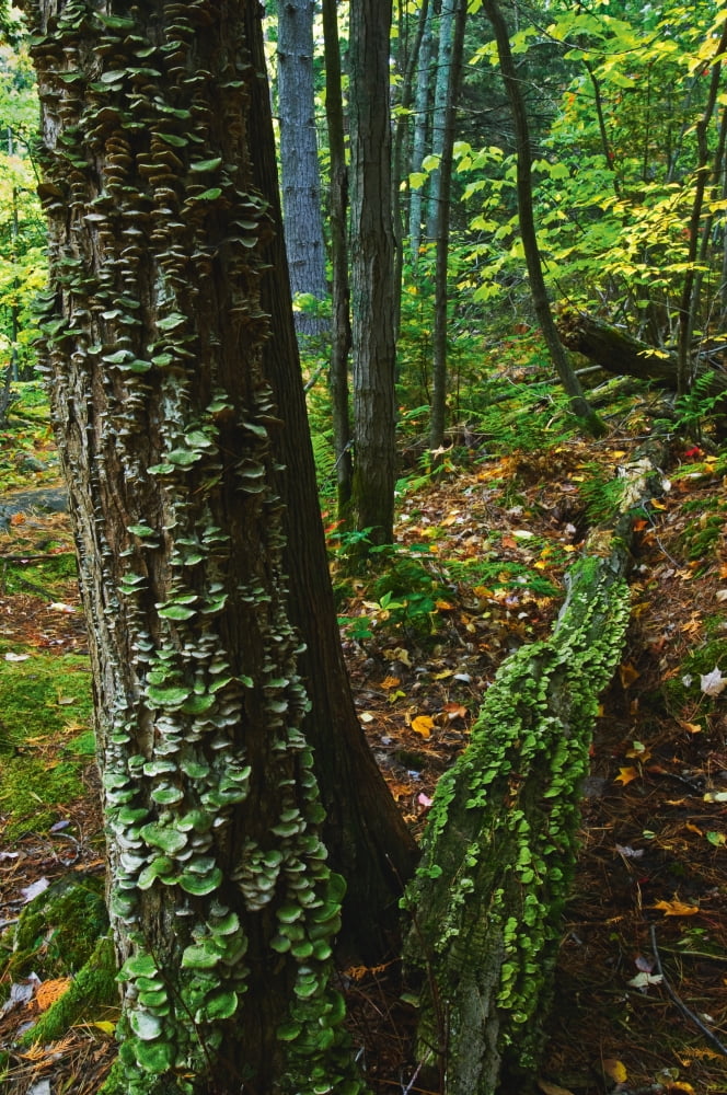Bracket Fungi On Pine At Granite Ridge Trail Killarney Provincial Park Ontario Canvas Art - Mike Grandmaison Design Pics (12 x 18)