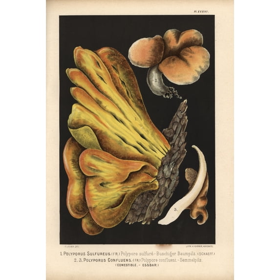 Bracket Fungus, Laetiporus Sulphureus, Anda Poster Print By ® Florilegius Mary Evans (18 X 24)