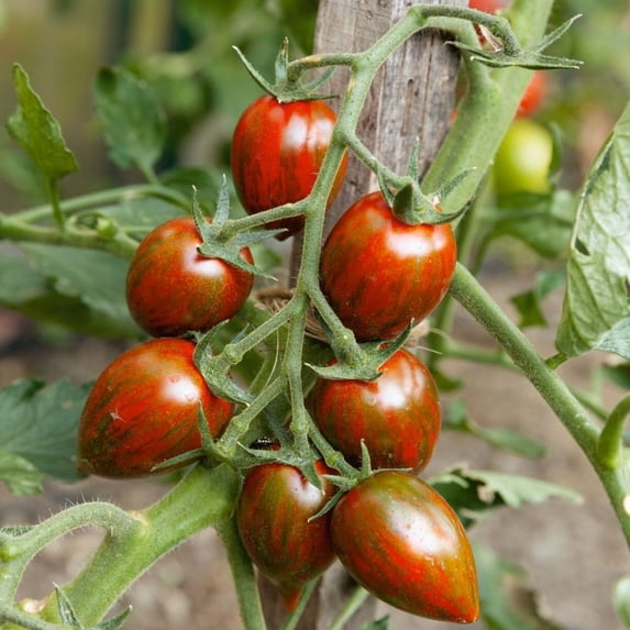 Brad’s Atomic Grape Tomato 1 Oz ~18,330 Seeds – Solanum lycopersicum – Open-Pollinated, Non-GMO, Indeterminate – Multicolored Cherry Tomatoes – Unique Sweet & Smokey Flavor