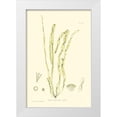 thumbnail image 1 of Bradbury, Henry 13x18 White Modern Wood Framed Museum Art Print Titled - Bradbury Seaweed III, 1 of 4