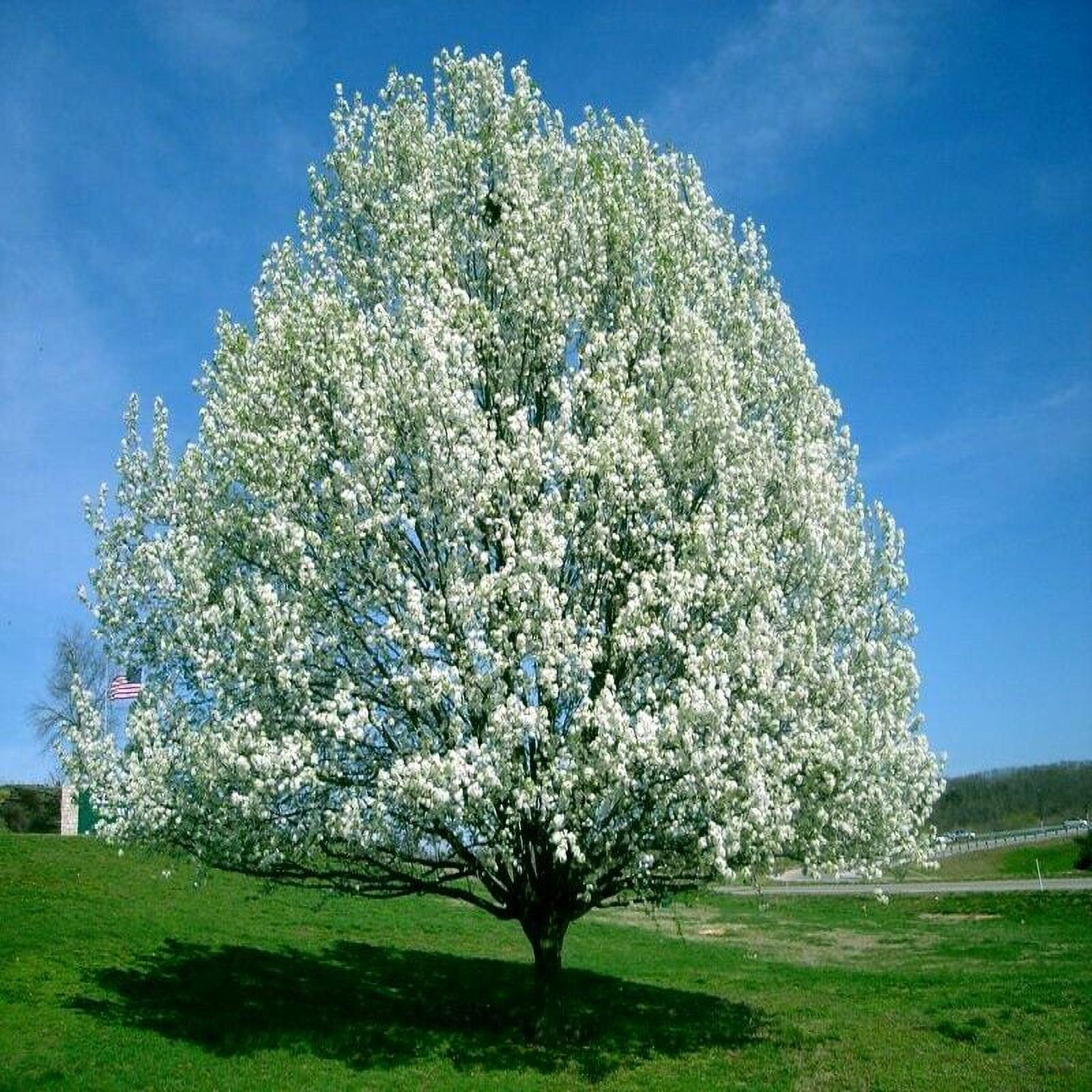 Bradford Pear Tree Seeds (Pyrus calleryana) "Callery" Fast Cold Hardy