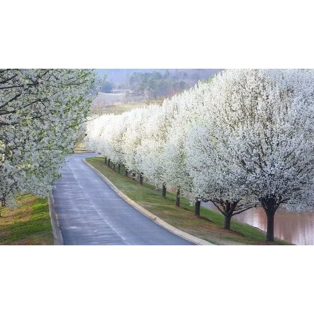 Bradford Pear Tree Seeds (Pyrus calleryana) "Callery" Fast Cold Hardy
