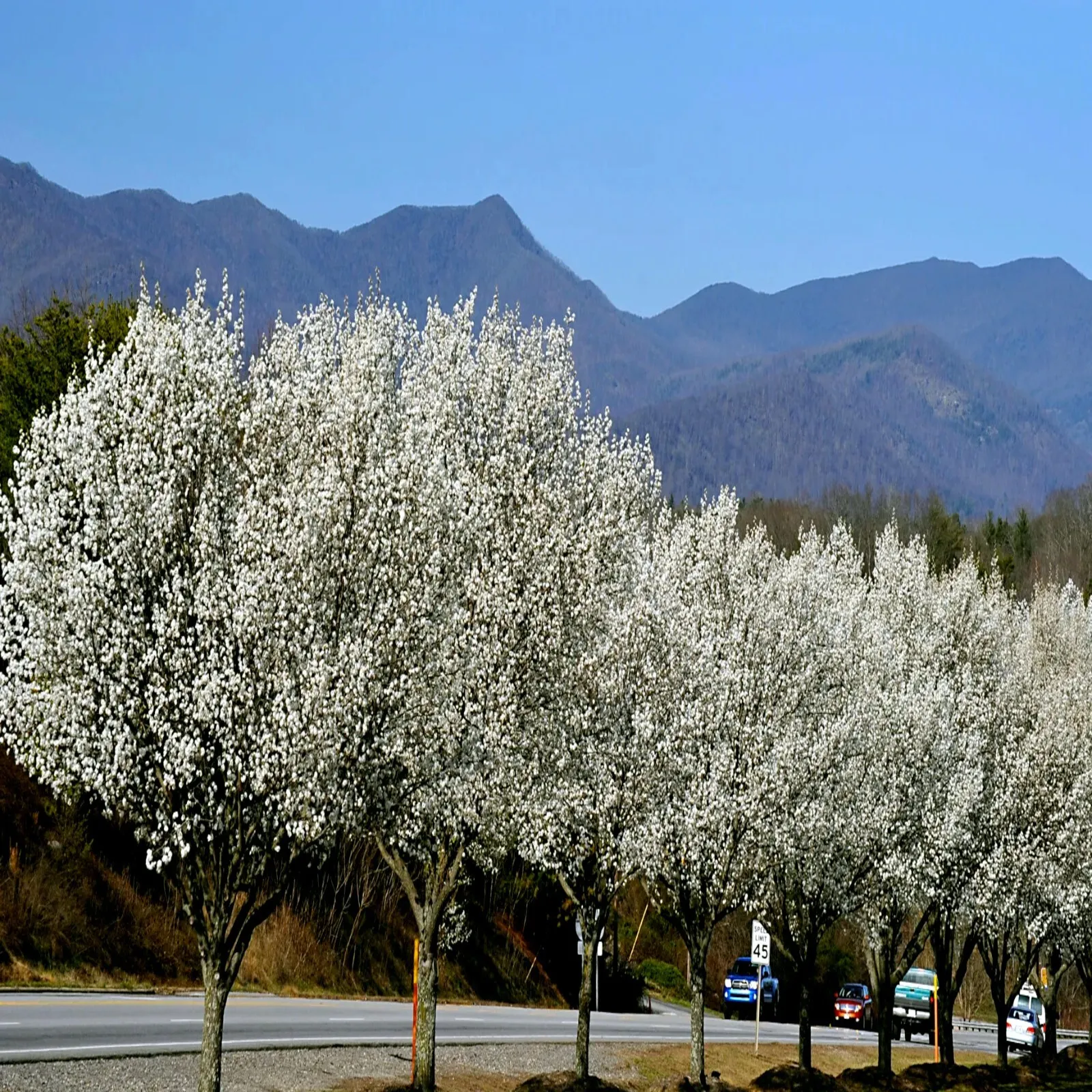 Bradford Pear Tree Seeds (Pyrus calleryana) "Callery" Fast Cold Hardy
