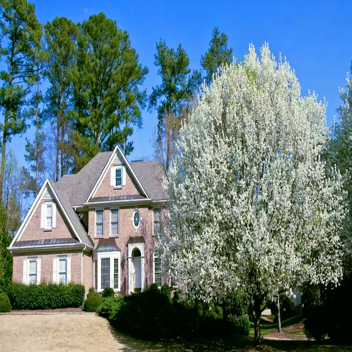 Bradford Pear Tree Seeds (Pyrus calleryana) "Callery" Fast Cold Hardy