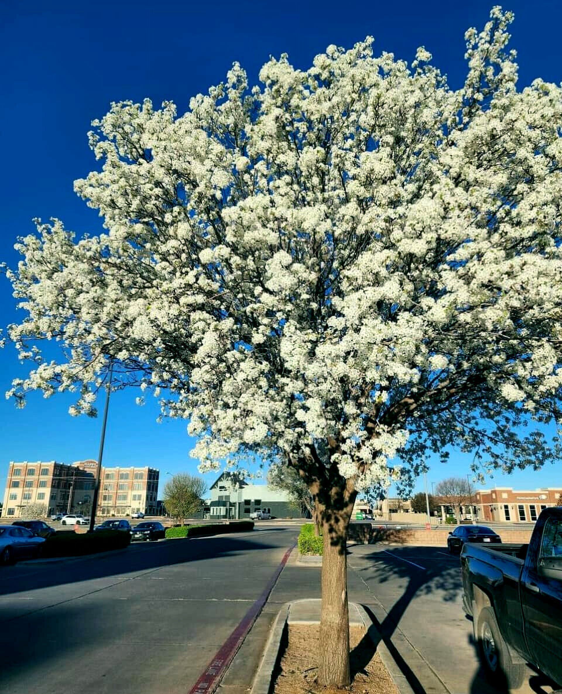 Bradford Pear Tree Seeds (Pyrus calleryana) "Callery" Fast Cold Hardy