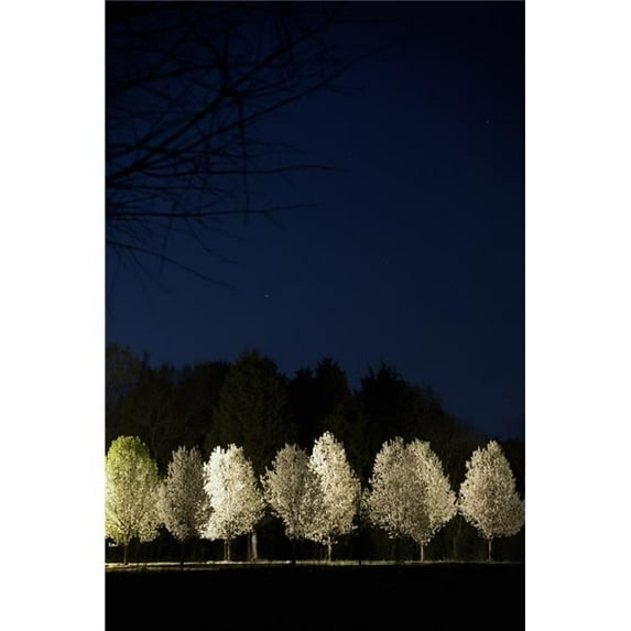 Bradford Pear Trees Tennessee Usa Poster Print