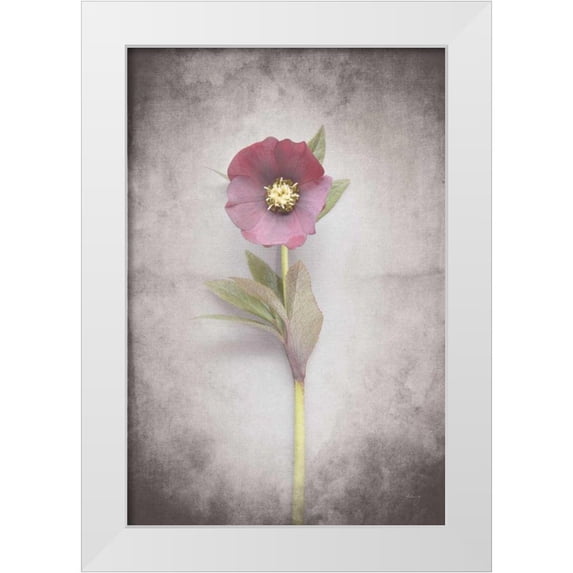 Bradley, Felicity 11x14 White Modern Wood Framed Museum Art Print Titled - Vintage Hellebore Study VI