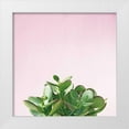 thumbnail image 1 of Bradley, Felicity 12x12 White Modern Wood Framed Museum Art Print Titled - Succulent Simplicity III on Pink, 1 of 4