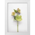 thumbnail image 1 of Bradley, Felicity 13x18 White Modern Wood Framed Museum Art Print Titled - Hellebore Study I, 1 of 4