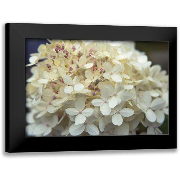Bradley, Felicity 14x11 Black Modern Framed Museum Art Print Titled - Hydrangea Delight I