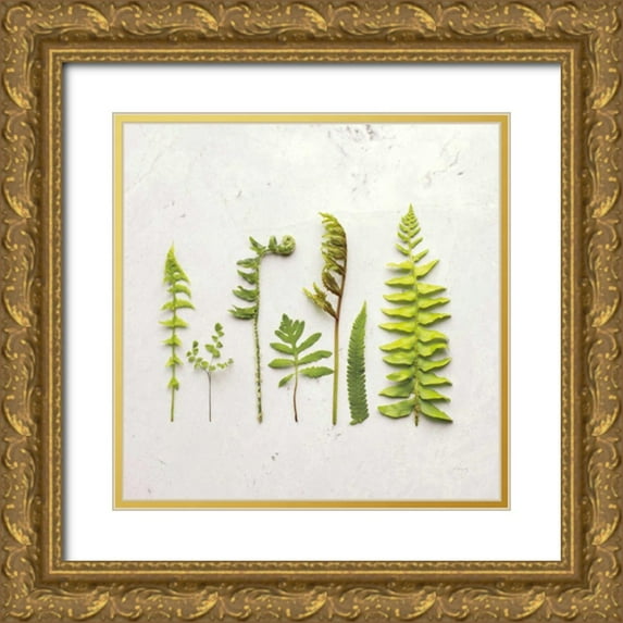 Bradley, Felicity 15x15 Gold Ornate Wood Framed with Double Matting Museum Art Print Titled - Flat Lay Ferns IV