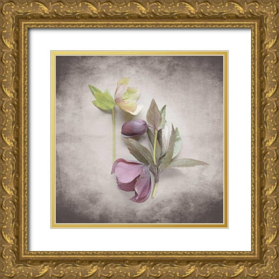 Bradley, Felicity 15x15 Gold Ornate Wood Framed with Double Matting Museum Art Print Titled - Vintage Hellebore Study VII