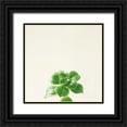 thumbnail image 1 of Bradley, Felicity 20x20 Black Ornate Wood Framed with Double Matting Museum Art Print Titled - Succulent Simplicity VII Neutral, 1 of 4
