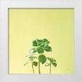 thumbnail image 1 of Bradley, Felicity 20x20 White Modern Wood Framed Museum Art Print Titled - Succulent Simplicity IX, 1 of 4