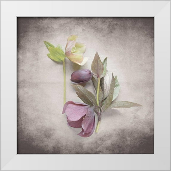 Bradley, Felicity 20x20 White Modern Wood Framed Museum Art Print Titled - Vintage Hellebore Study VII