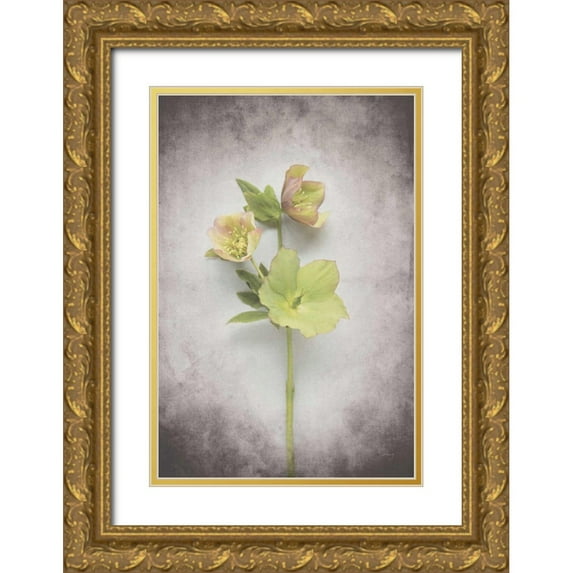 Bradley, Felicity 23x32 Gold Ornate Wood Framed with Double Matting Museum Art Print Titled - Vintage Hellebore Study I