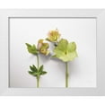 thumbnail image 1 of Bradley, Felicity 32x26 White Modern Wood Framed Museum Art Print Titled - Hellebore Study IV, 1 of 4