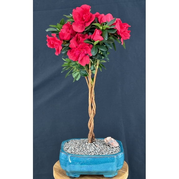 Braided Flowering Red Azalea Bonsai Tree with Humidity Tray