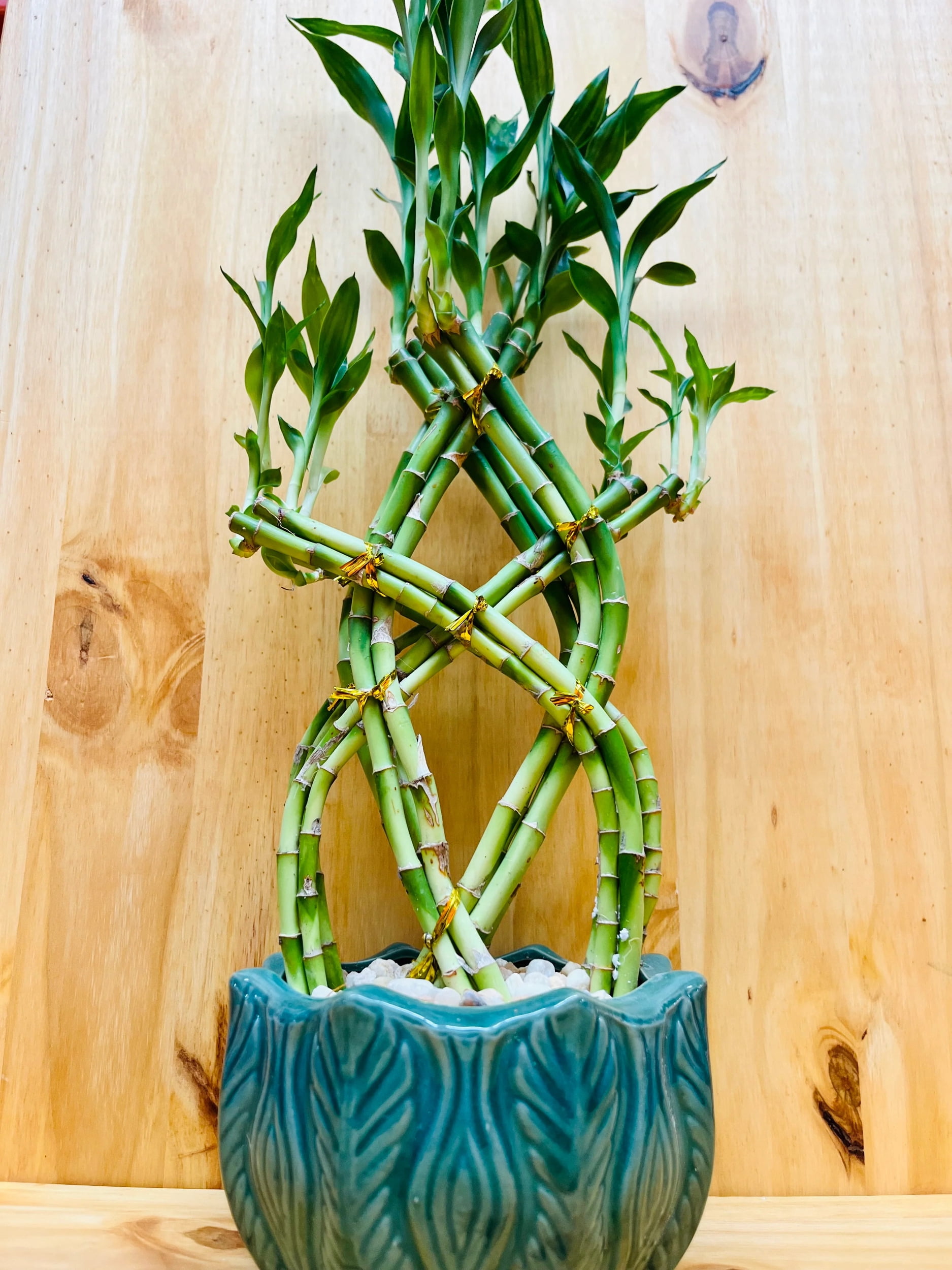 Braided Lucky Bamboo in Ceramic - Walmart.com