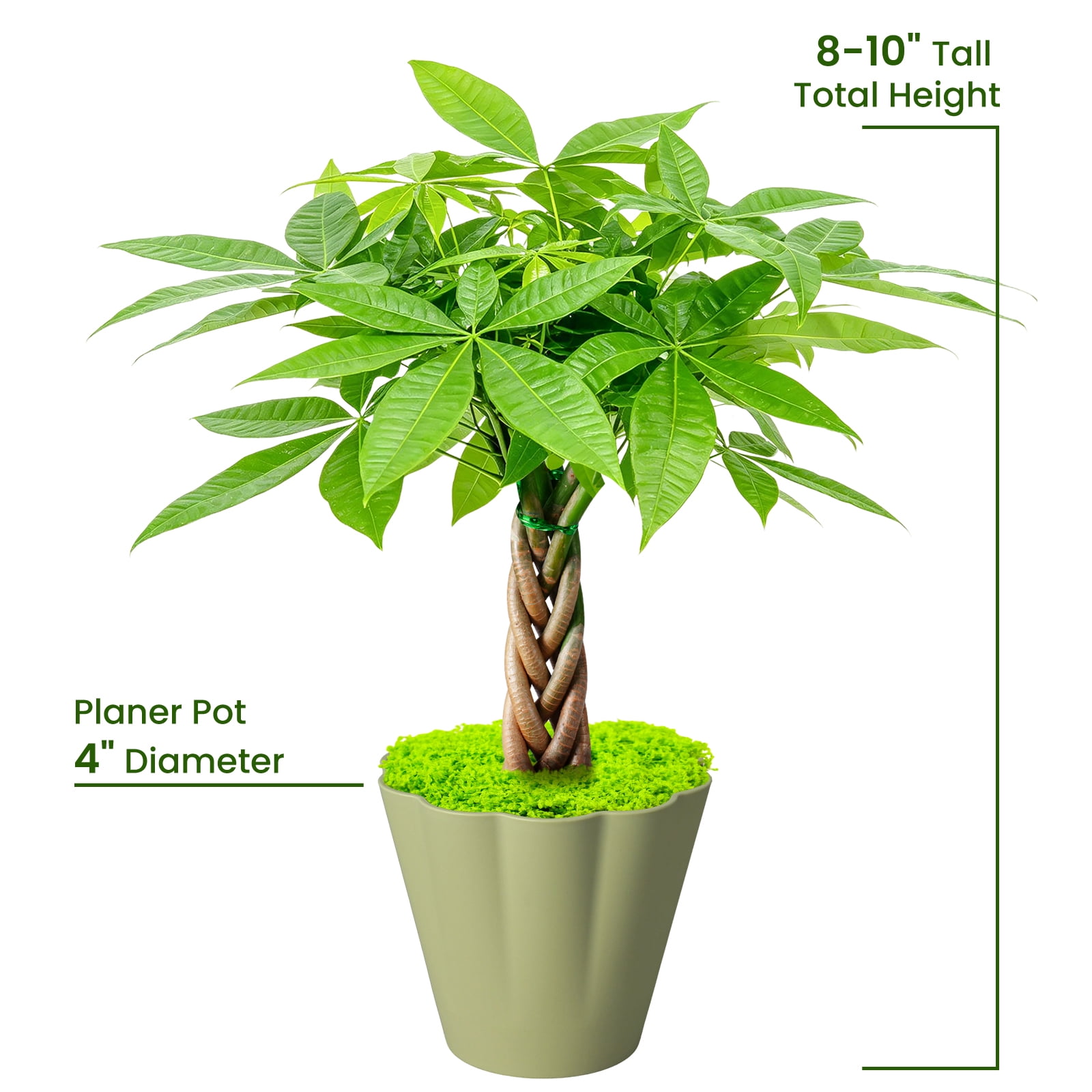 full grown parlor palm Parlor Palm | Indoor Plant | Tropical Plant | Chamaedorea elegans | Potted  Plant