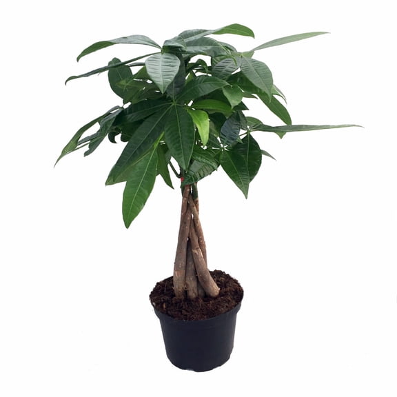 Braided Money Tree Plant - Pachira aquatica - 6" Pot