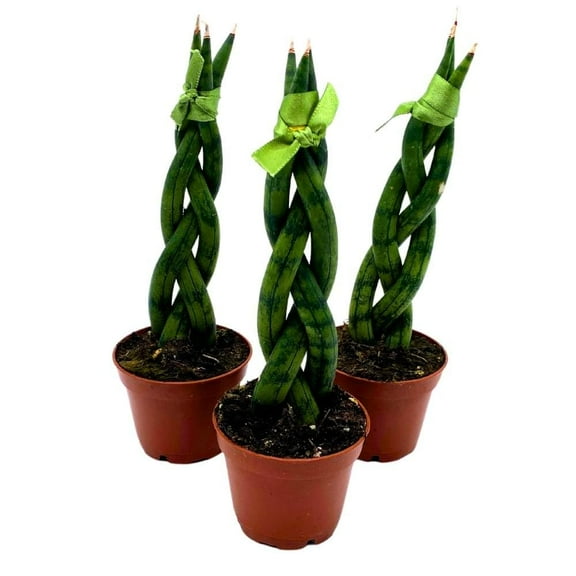 Braided Snake Plant 2 inch Set of 3 Sansevieria Dragon Fingers cylindrica Tiny Mini Pixie Plants