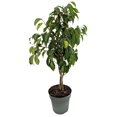 thumbnail image 1 of Braided Wintergreen Weeping Fig Tree - Ficus benjamina - 6" Pot, 1 of 1