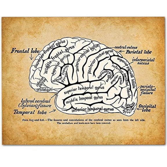 Brain - 11x14 Unframed Art Print - Great Gift for Medical, Nursing Students, Doctors or Nurses