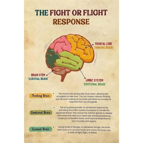 Brain Anatomy Chart Unframed poster12x18inch Stress Wellness Art ...